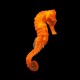 Longsnout Seahorse - Colour TB