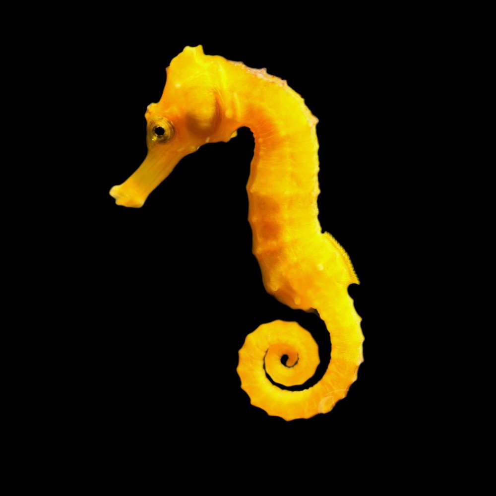 Longsnout Seahorse - Colour TB