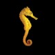 Reidi Seahorse Tank Bred