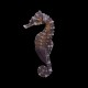 Reidi Seahorse Tank Bred