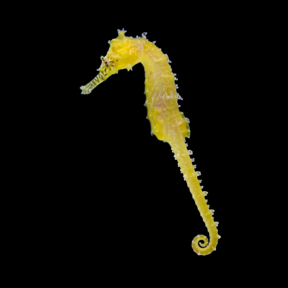 Seahorse babouri