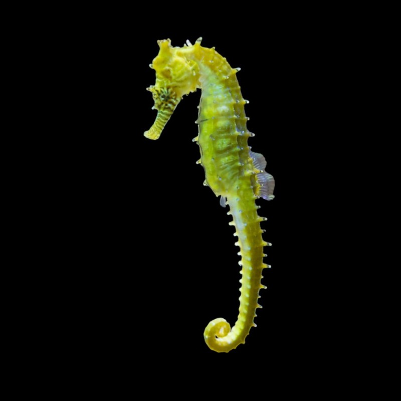 Seahorse babouri