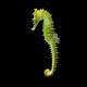 Seahorse babouri