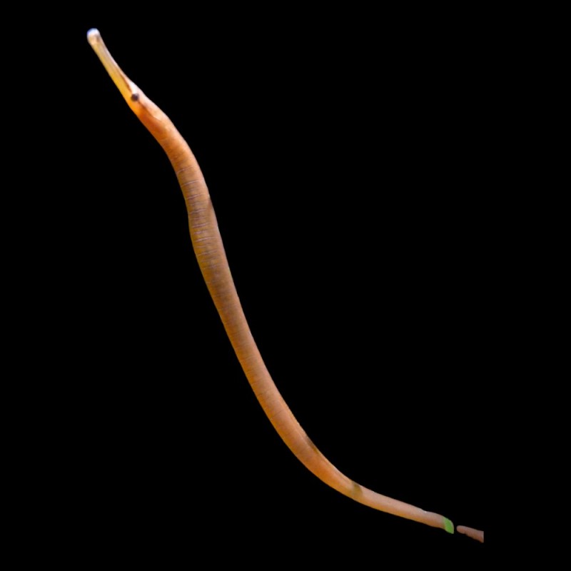 Snake Pipefish