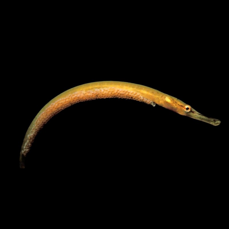 Snake Pipefish