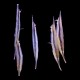 Striped Shrimpfish