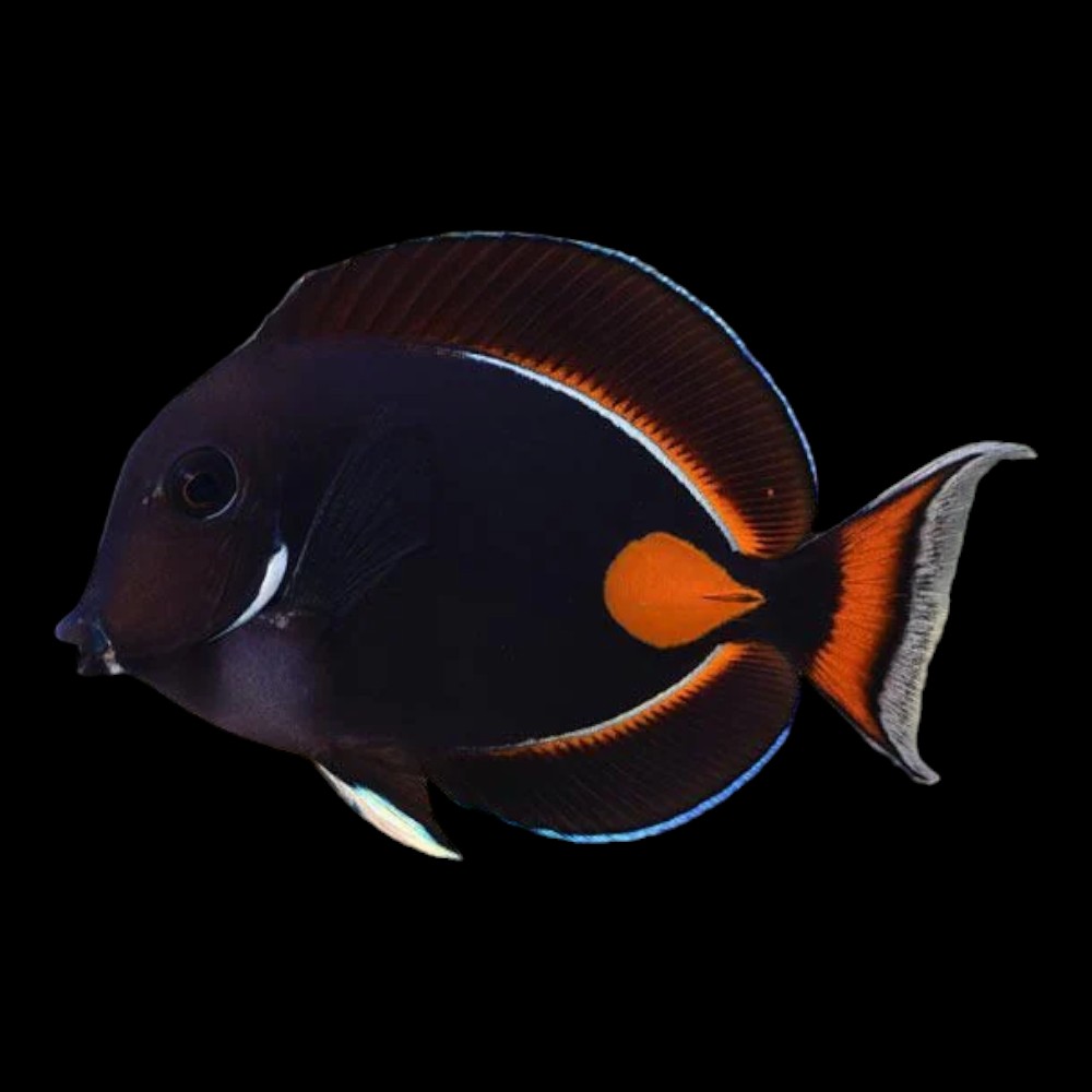 Achilles Tang