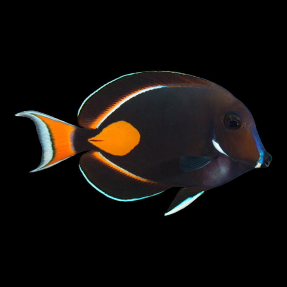 Achilles Tang