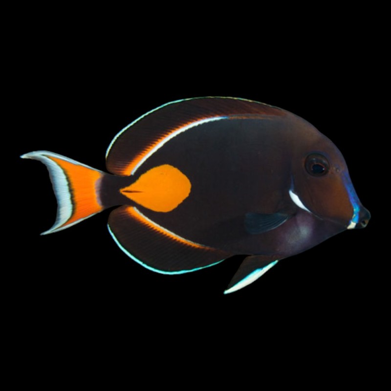 Achilles Tang