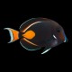 Achilles Tang