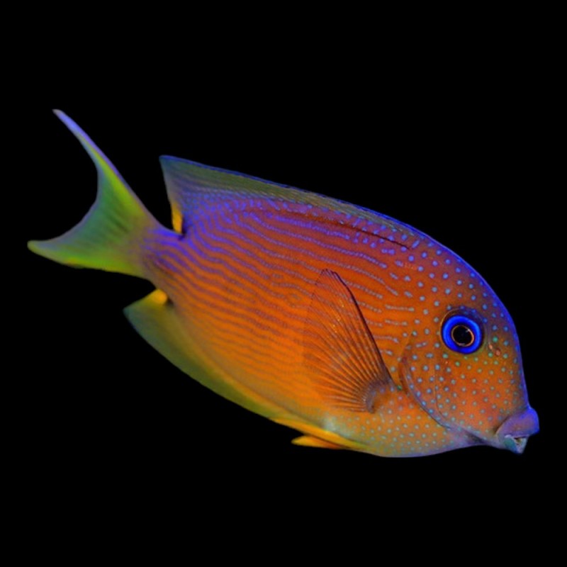 Blue Eye Tang