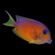 Blue Eye Tang