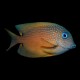 Blue Eye Tang