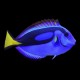 Blue Tang