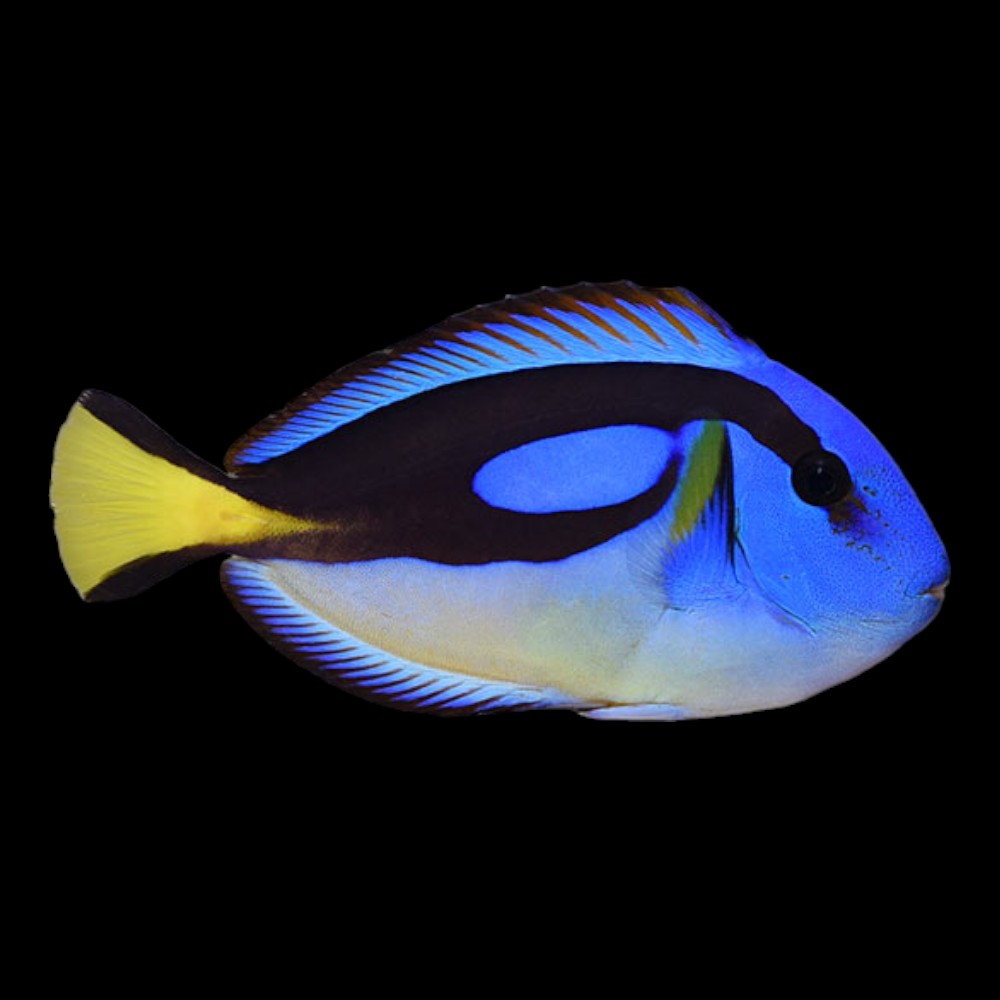 Blue Tang Yellow Belly