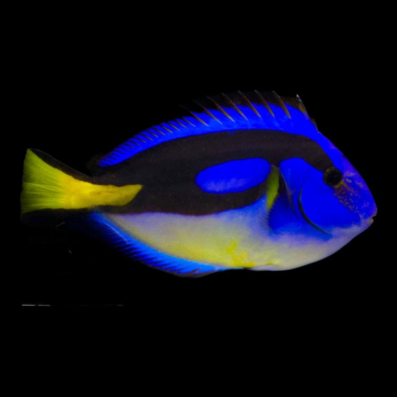 Blue Tang Yellow Belly