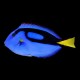 Blue Tang