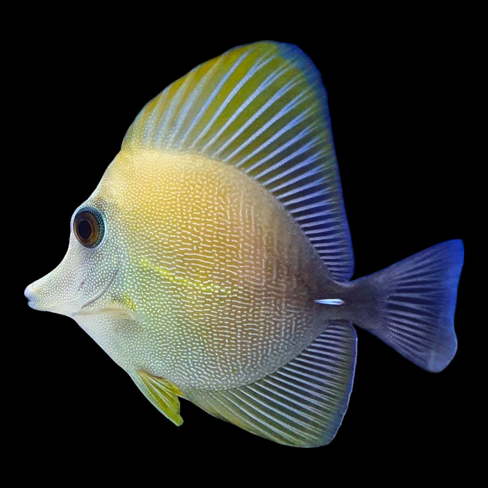 Brown Sailfin Tang