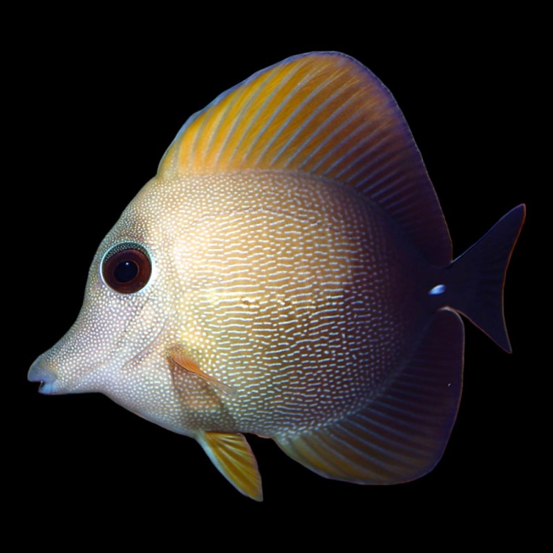 Brown Sailfin Tang