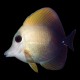 Brown Sailfin Tang
