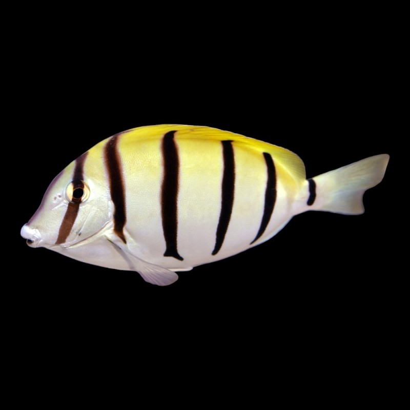 Convict Tang