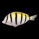 Convict Tang