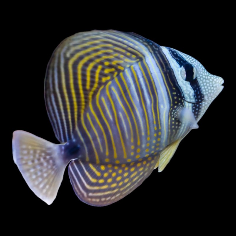 Desjardins Sailfin Tang