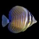 Desjardins Sailfin Tang