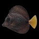 Gem Tang