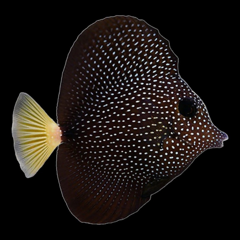 Gem Tang
