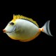 Orange-Spine Unicornfish
