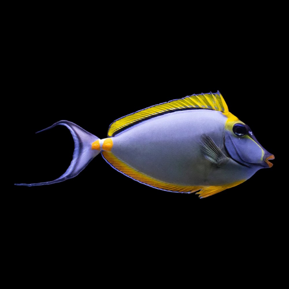 Orange-Spine Unicornfish