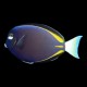 Gold-Rimmed Tang