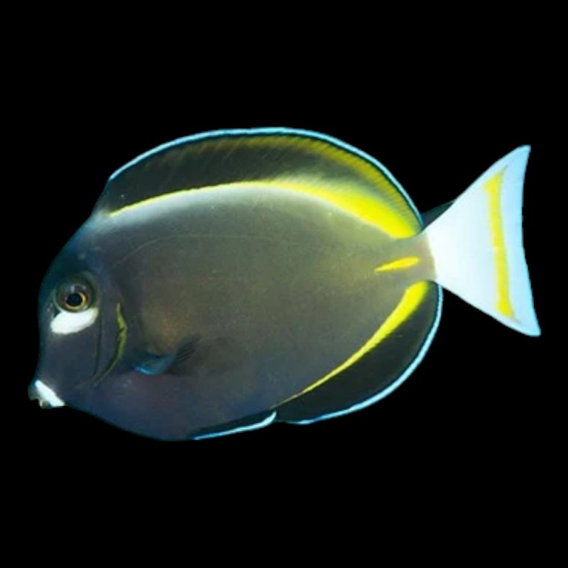 Gold-Rimmed Tang