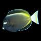 Gold-Rimmed Tang