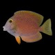 Kole/Yellow Eyed Tang