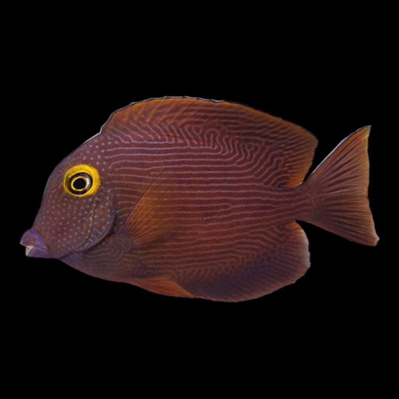 Kole/Yellow Eyed Tang