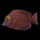 Kole/Yellow Eyed Tang