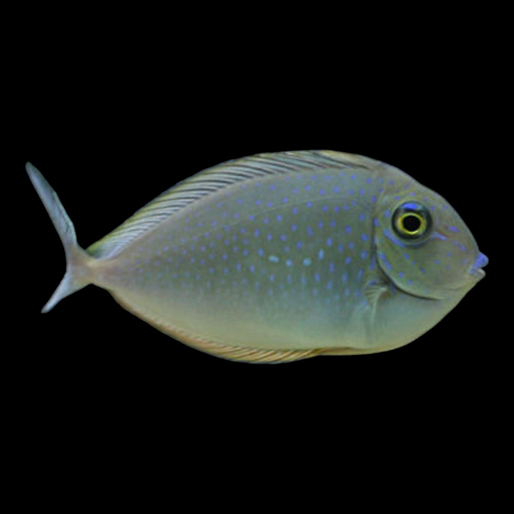 Lopezi Unicornfish
