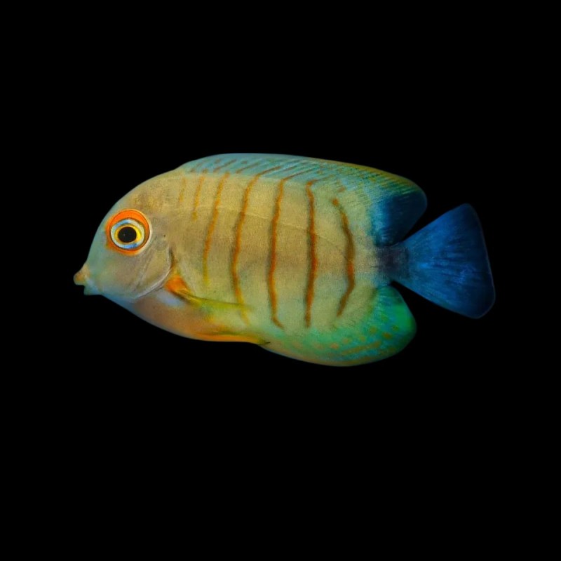 Mimic Tang - Red Stripe