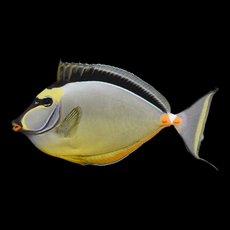 Naso Tang