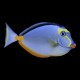 Naso Tang
