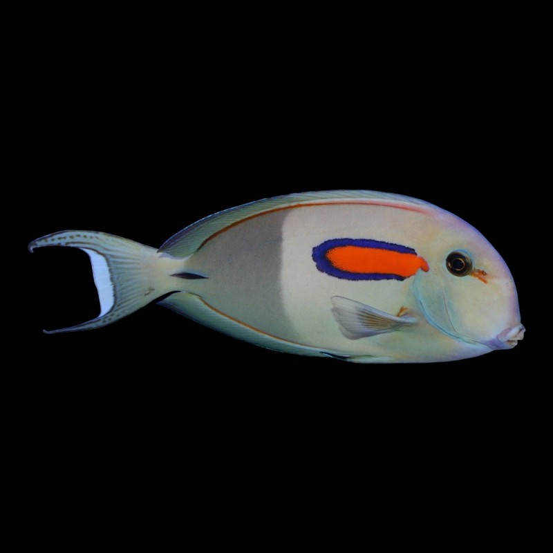 Orangeshoulder Tang