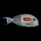 Orangeshoulder Tang
