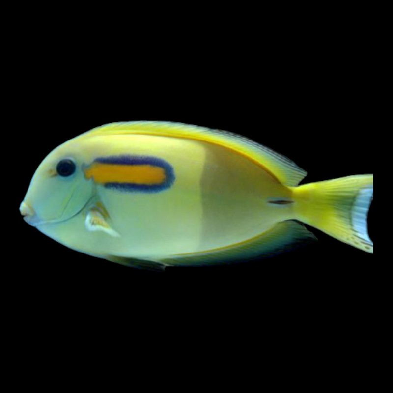 Orangeshoulder Tang