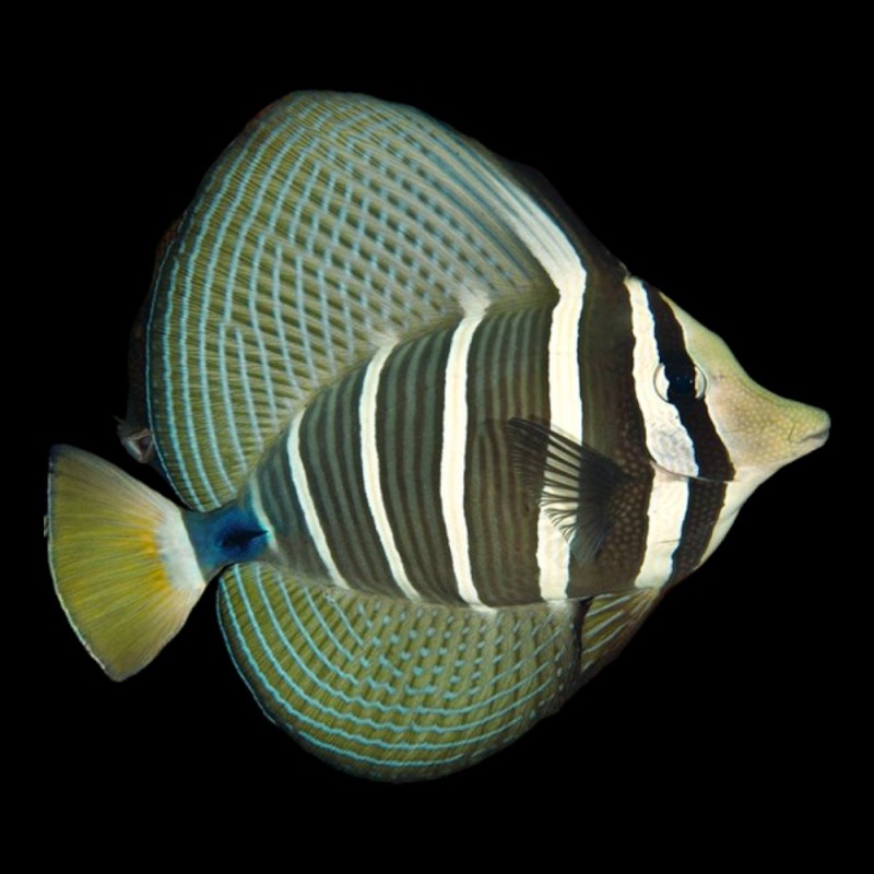 Pacific Sailfin Tang
