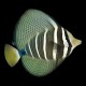 Pacific Sailfin Tang