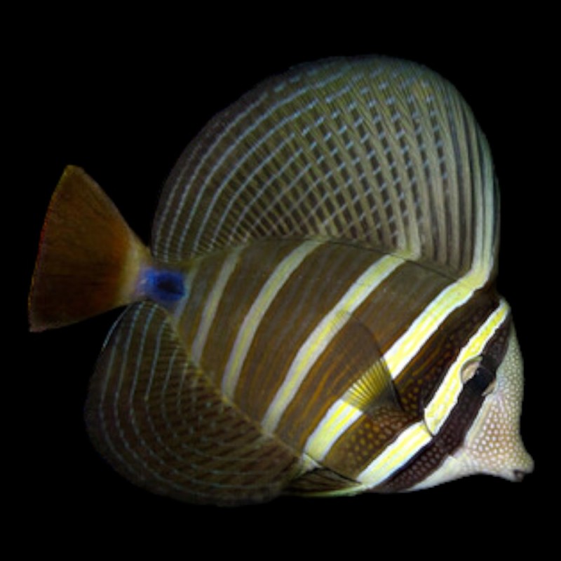 Pacific Sailfin Tang
