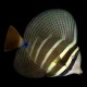 Pacific Sailfin Tang