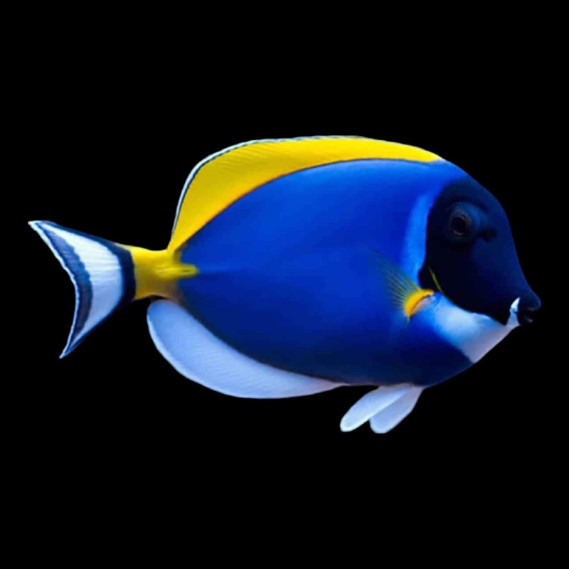 Powder Blue Tang